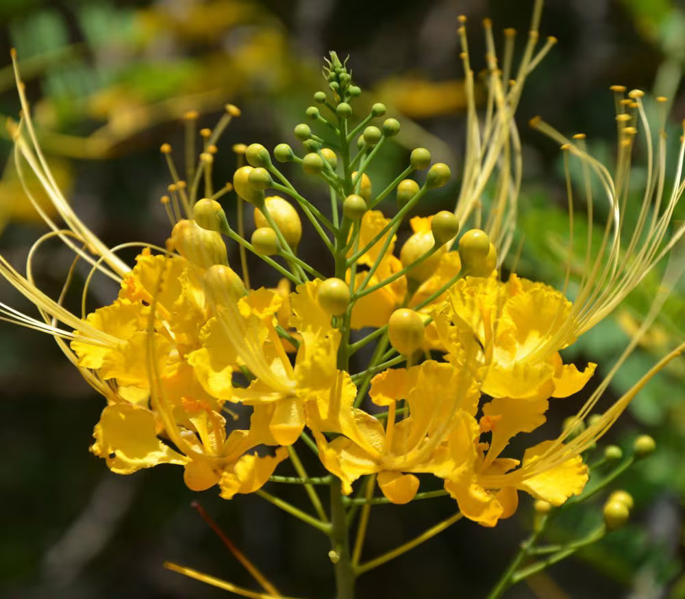 10x Yellow Flamboyan Seeds: Rare Peacock Flower, Exotic Bird of Paradise Tree