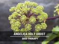 Angelica Holy Ghost Seeds – Heirloom, Architectural Biennial with Large White Flowers, Perfect for Borders | 50 Seeds