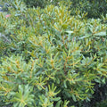 Seeds. Wax Myrtle (Myrica cerifera)(25 seeds)