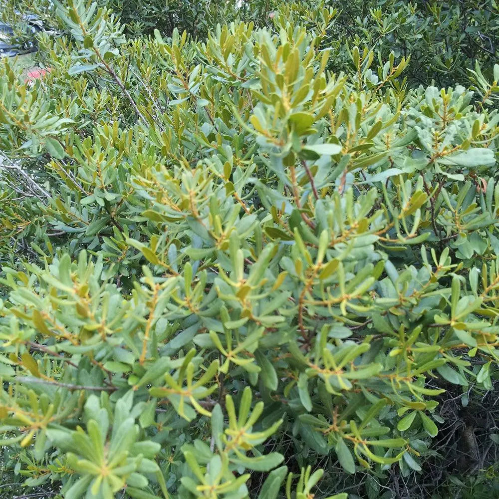 Seeds. Wax Myrtle (Myrica cerifera)(25 seeds)