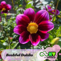 Bashful Dahlia Seeds - Showy Blooms,Attracts Pollinators, Long Blooming Season, Vibrant Colors, Excellent Cut Flower, Plant in Spring