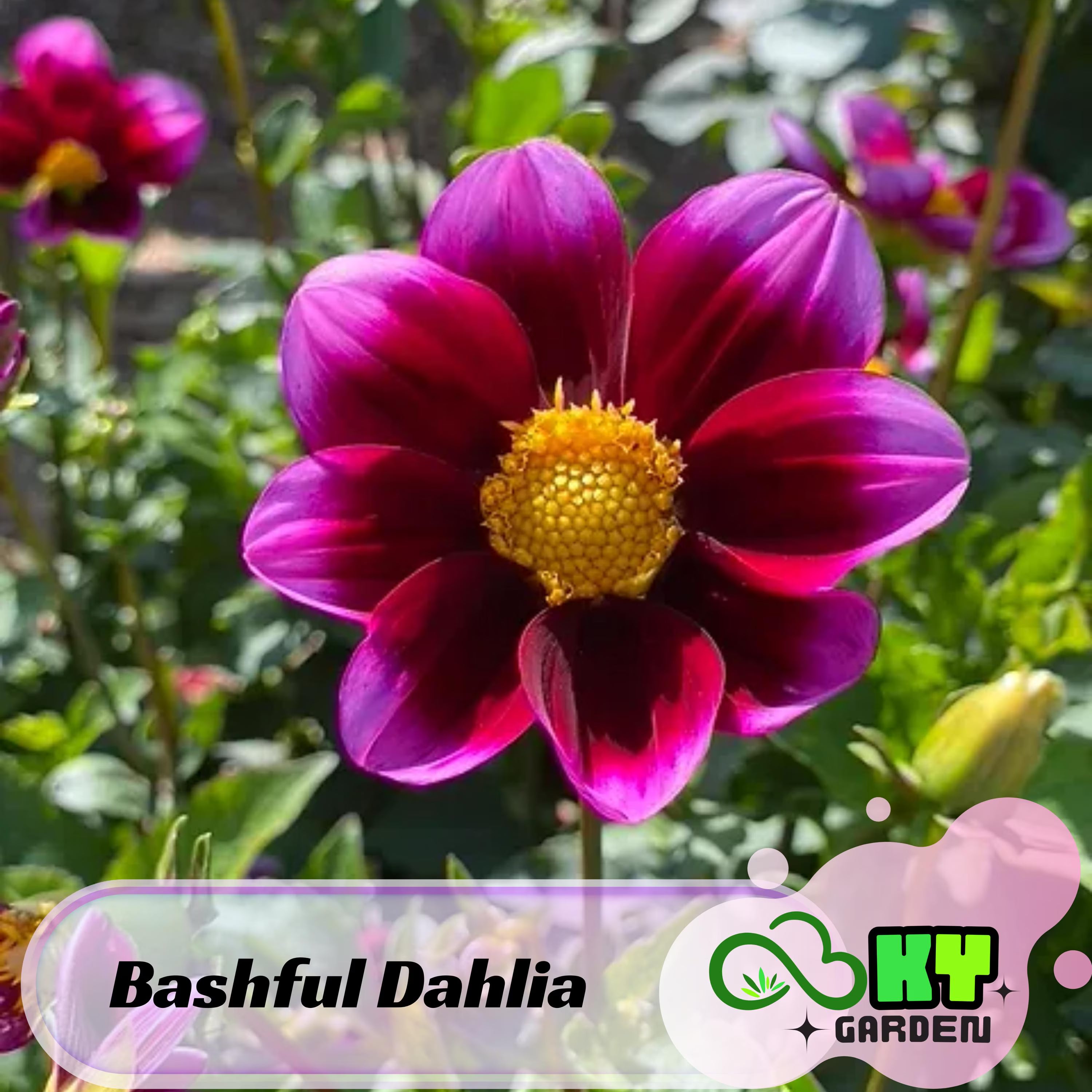 Bashful Dahlia Seeds - Showy Blooms,Attracts Pollinators, Long Blooming Season, Vibrant Colors, Excellent Cut Flower, Plant in Spring