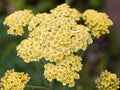 YELLOW YARROW Seeds *Free Shipping!* Fresh  Organic Achillea millefolium Seeds, Common Yarrow | Perennial Native Medicinal Herb Seeds(500 Seeds)
