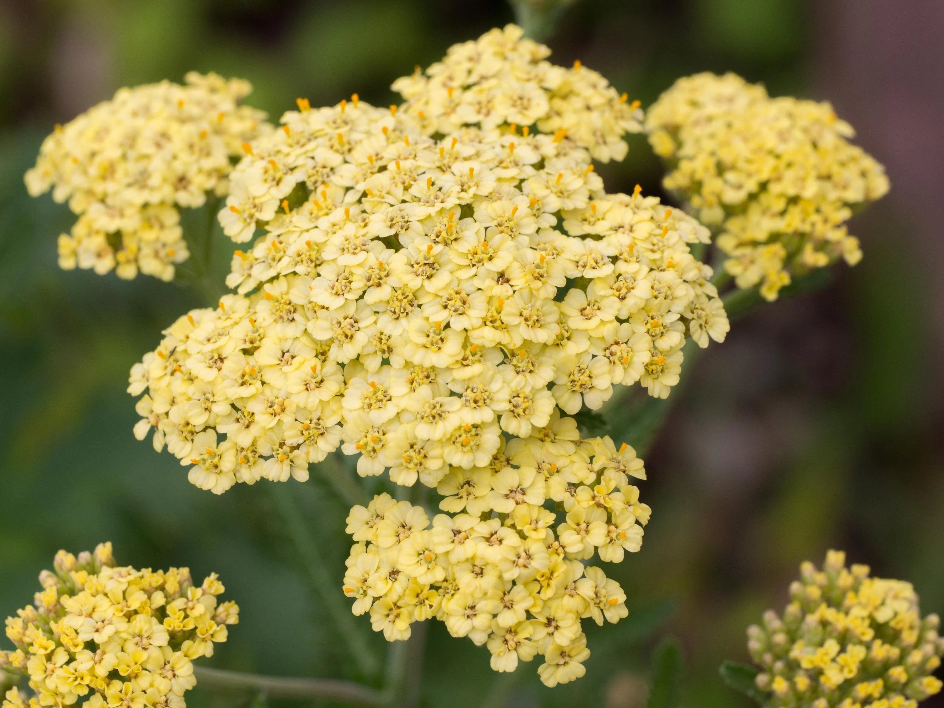 YELLOW YARROW Seeds *Free Shipping!* Fresh  Organic Achillea millefolium Seeds, Common Yarrow | Perennial Native Medicinal Herb Seeds(500 Seeds)