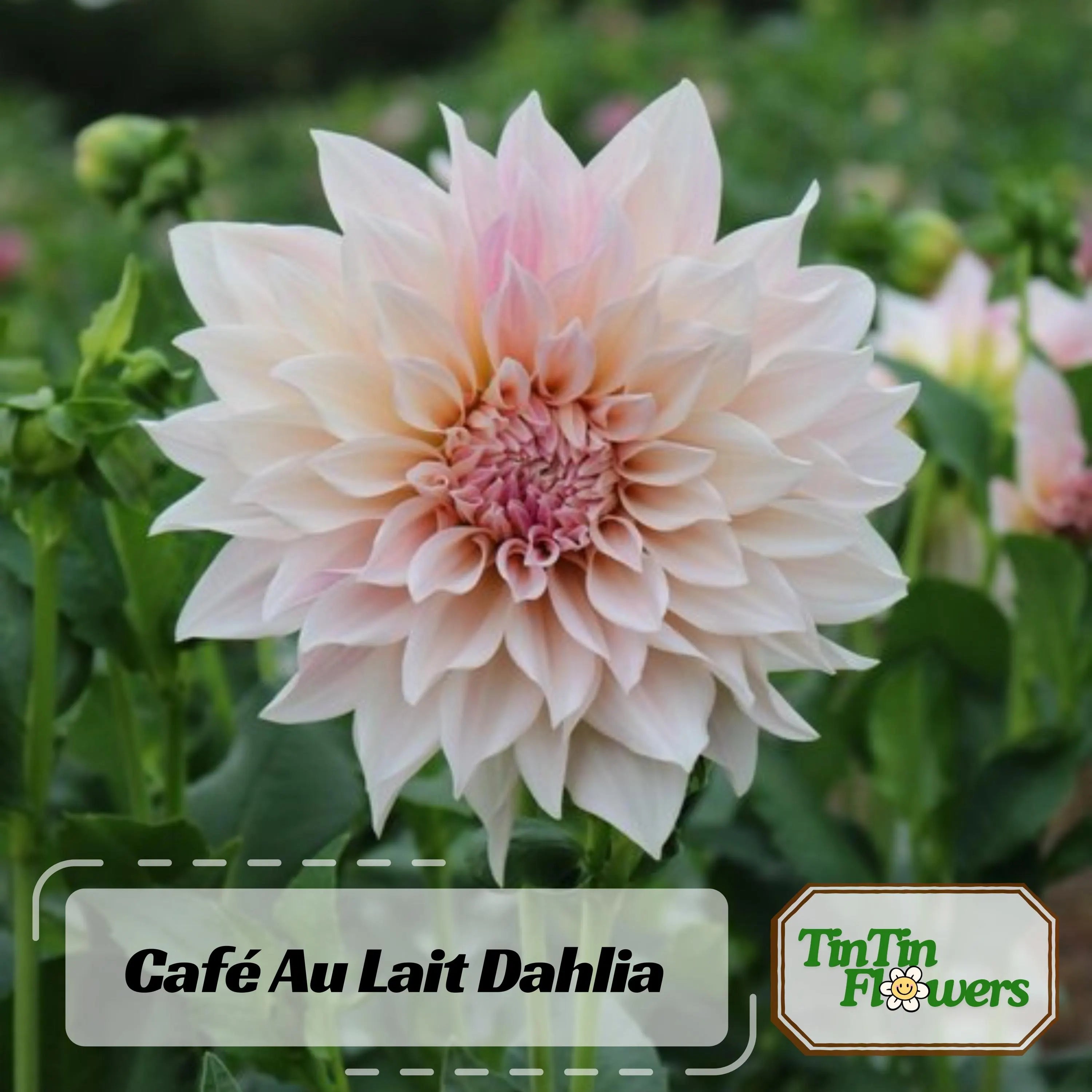 40s|Café Au Lait Dahlia Seeds- Pollinator Friendly- Open Pollinated - Heirloom - Flower Seeds - Mix Seeds to Plant - .#D026.