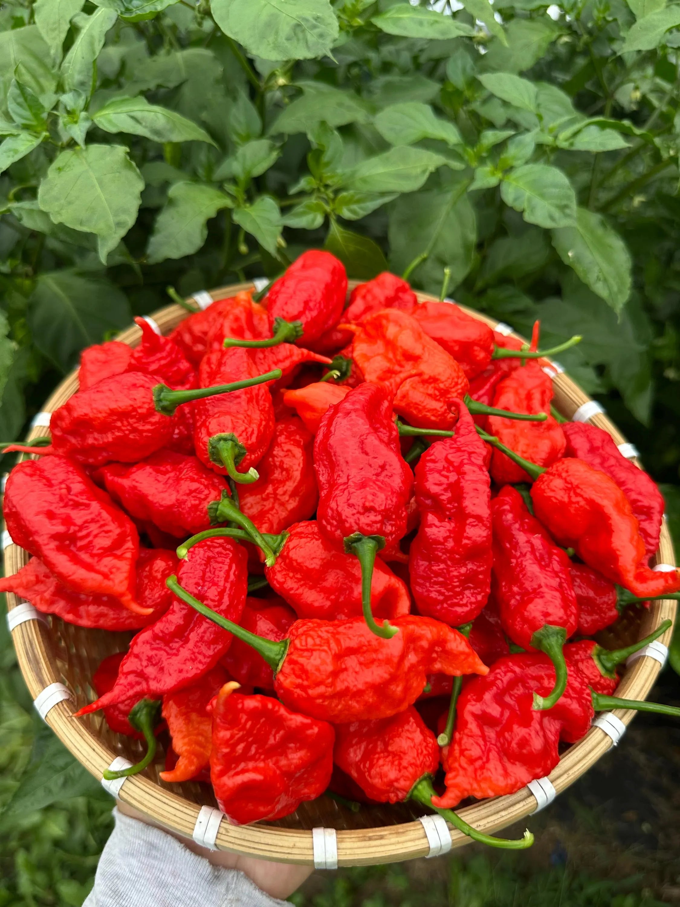Gnar King Pepper Seeds