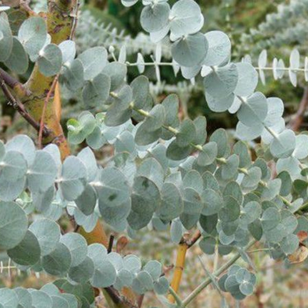 Eucalyptus Cinerea seeds; Silver dollar ;  Wedding foliage - Organic - Fresh decor - Garden and Grow - Indoor decor, Cut flower arrangement(20 Seeds)