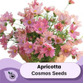 Apricotta Cosmos Seed Flower Seeds-Wild flower Seeds