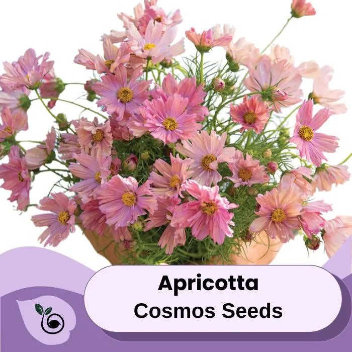 Apricotta Cosmos Seed Flower Seeds-Wild flower Seeds
