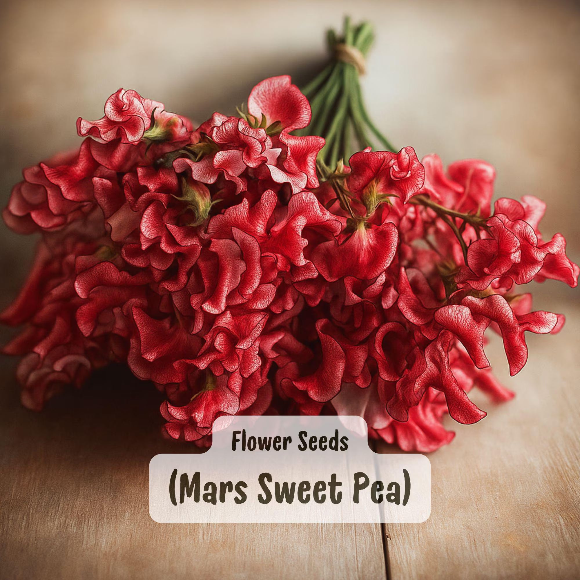 Mars Sweet Pea Seeds: Fragrant Climbing Flower, Red Blooms, Easy to Grow (50 Seeds)