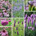 200 Purple Wildflower Mix Seeds. Ships free