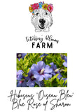 Hibiscus ‘Oiseau Bleu‘ Blue Rose of Sharon Seeds - 10+ seeds