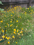 Four Nerve Daisy flower perennial Texas Native seeds (no tracking shipping)