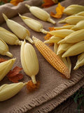 Stangar standard Field corn seeds