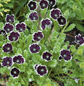 Penny Black Nemophila Seeds – Deep Purple-Black Flowers 50 Seeds | Compact Annual | Garden Borders  Containers