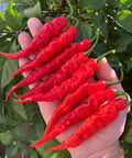 Bhut Jolokia Gnarly Red - Non-GMO Organic Pepper, Great for gardening gift seeds, cooking!