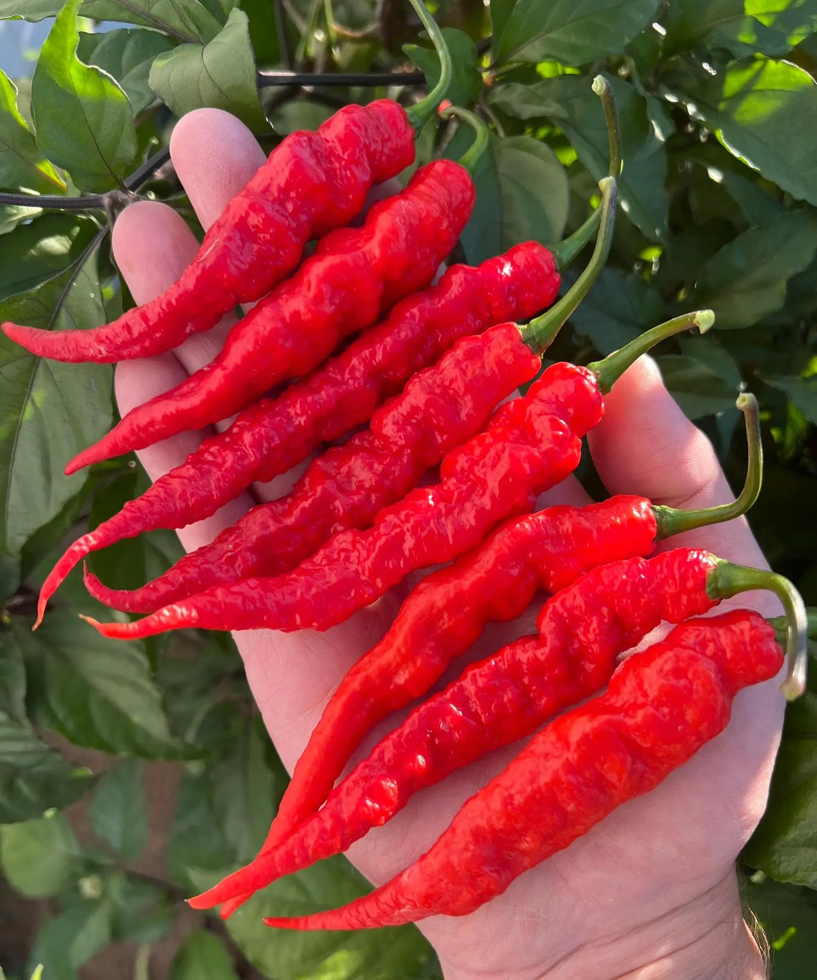 Bhut Jolokia Gnarly Red - Non-GMO Organic Pepper, Great for gardening gift seeds, cooking!