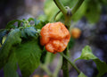 Hoosier Habanero Orange pepper seeds