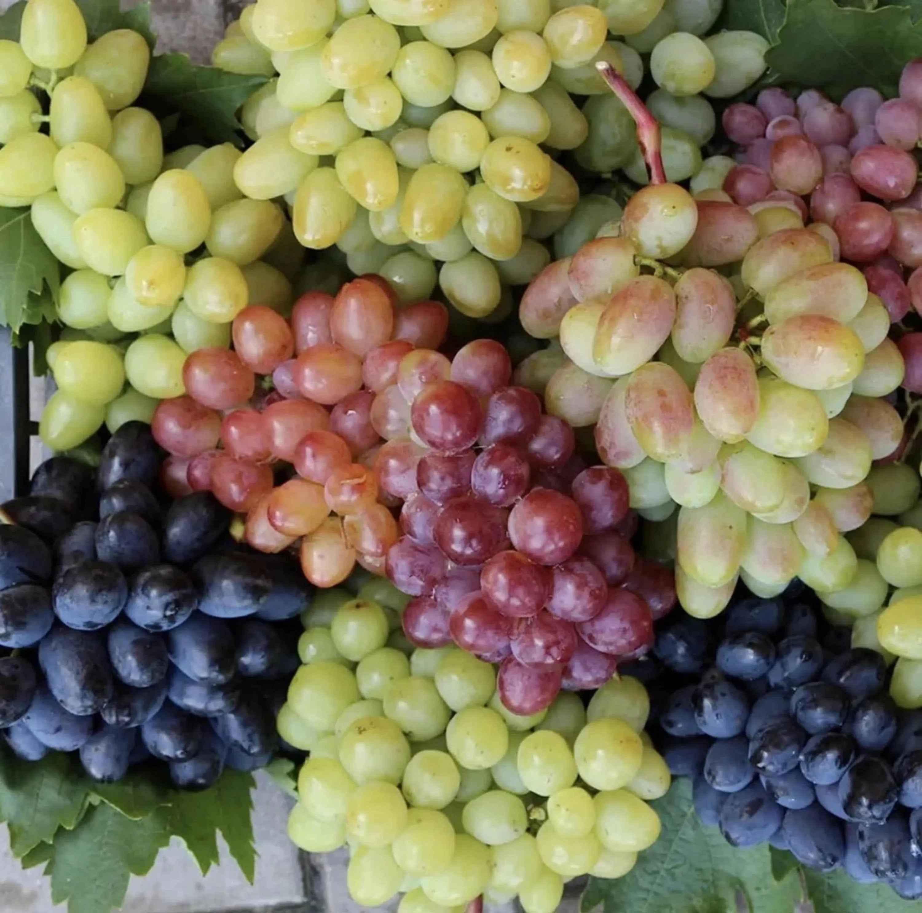 Mixed Grape Seeds – Multicolor Wine  Dessert Fruit Organic USA