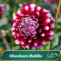 Red White Checkers  Dahlia Perennial Flower Seeds - Perennial - Fast Growing - Easy To Grow - Planting In Spring - Shrub Seeds -   #D028