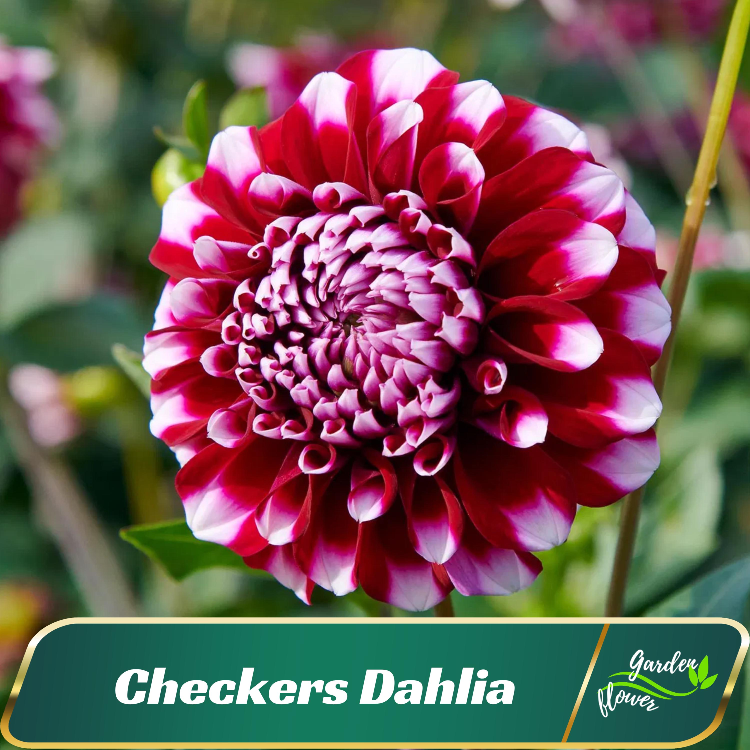Red White Checkers  Dahlia Perennial Flower Seeds - Perennial - Fast Growing - Easy To Grow - Planting In Spring - Shrub Seeds -   #D028