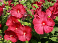 RUBY RED HIBISCUS Seeds *Free Shipping!* Fresh  Organic Hibiscus moscheutos Seeds | Red Outdoor Flower Seeds for Planting - Edible Plants(20 Seeds)