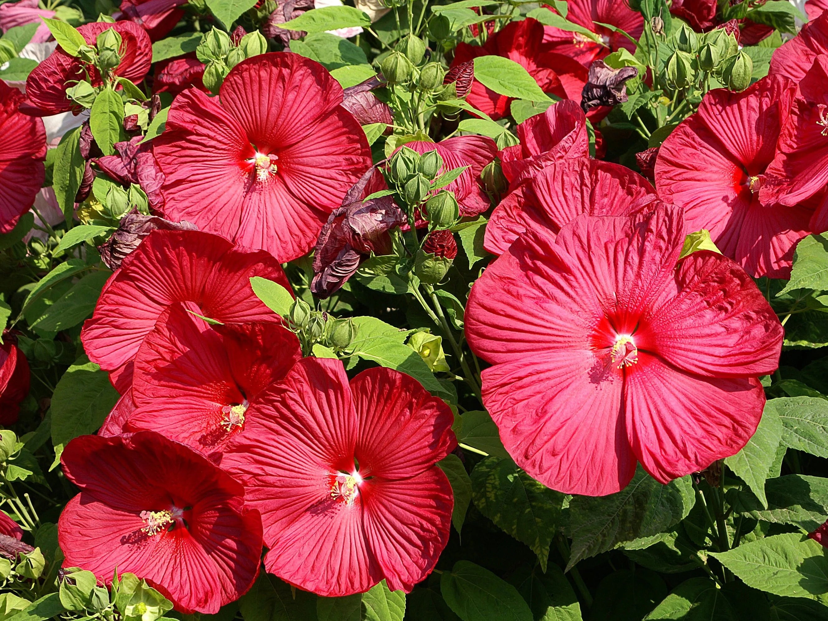 RUBY RED HIBISCUS Seeds *Free Shipping!* Fresh  Organic Hibiscus moscheutos Seeds | Red Outdoor Flower Seeds for Planting - Edible Plants(20 Seeds)