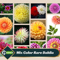 Mix Color Rare Dahlia Seeds - Perennial -Fast Growing - Open-Pollinating -Heirloom -Authentic - Clumping-Easy to Grow- #D027
