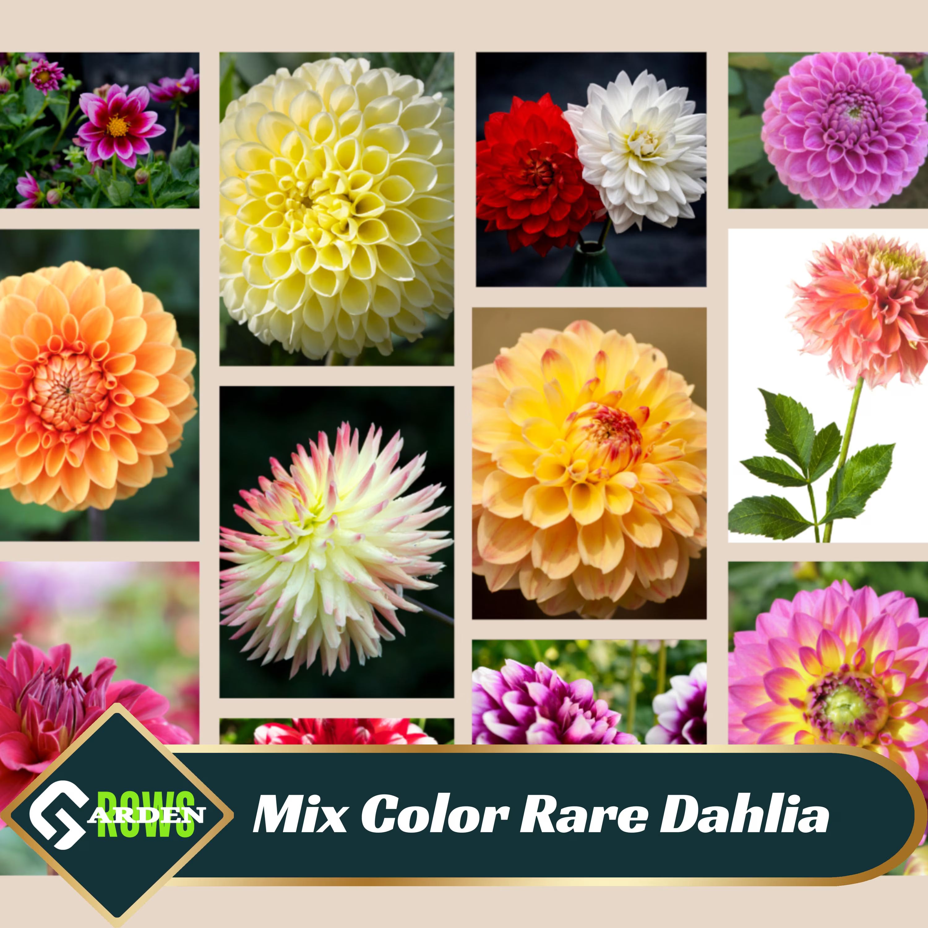 Mix Color Rare Dahlia Seeds - Perennial -Fast Growing - Open-Pollinating -Heirloom -Authentic - Clumping-Easy to Grow- #D027