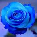 Light Blue Rose Seeds - Perennial - Cross-Pollinating - Cold Resistant - Deciduous - Potted - Plant in Late Fall/Early Spring(40 Seeds)