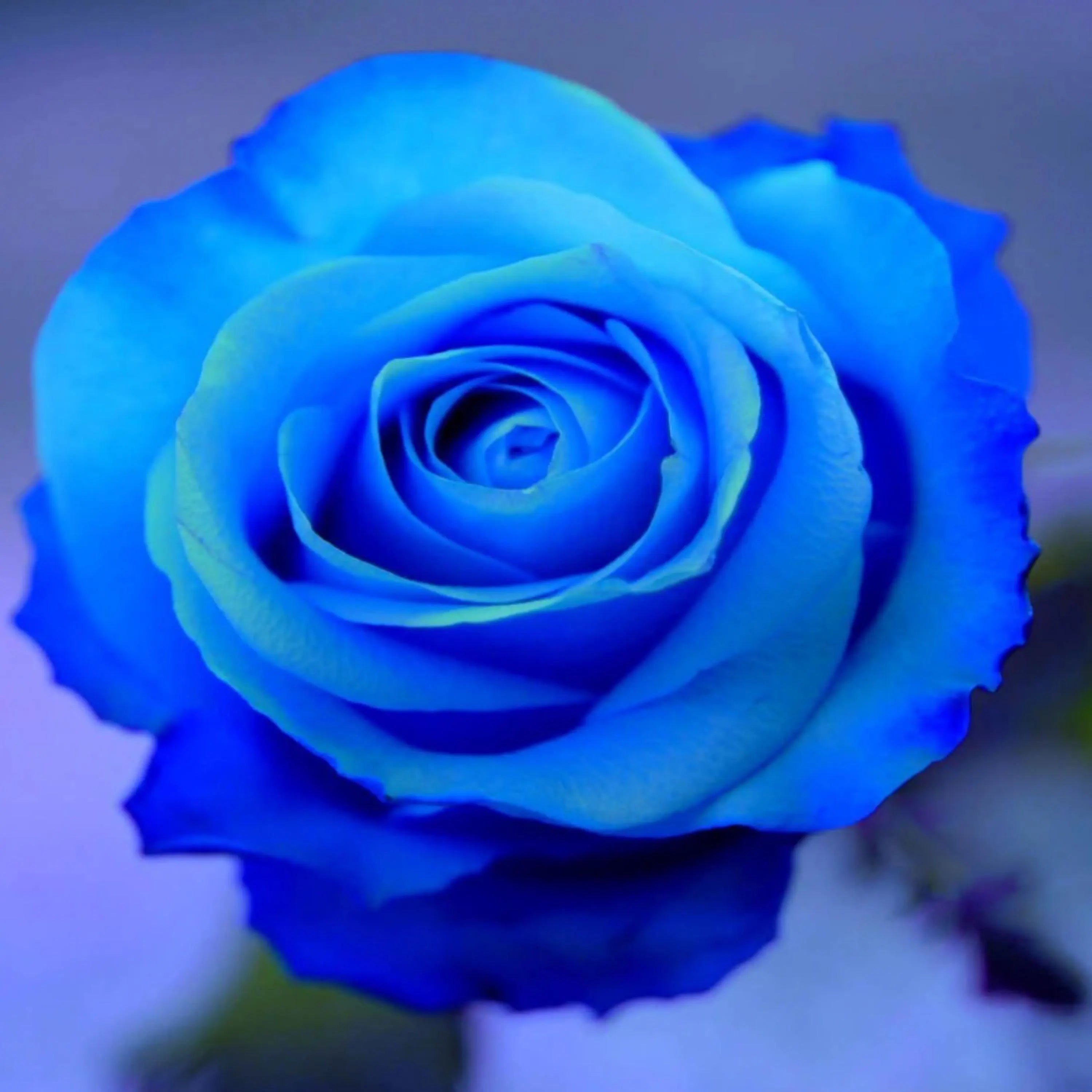 Light Blue Rose Seeds - Perennial - Cross-Pollinating - Cold Resistant - Deciduous - Potted - Plant in Late Fall/Early Spring(40 Seeds)