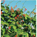 Scarlet Runner Pole Beans Seeds(10 Seeds)