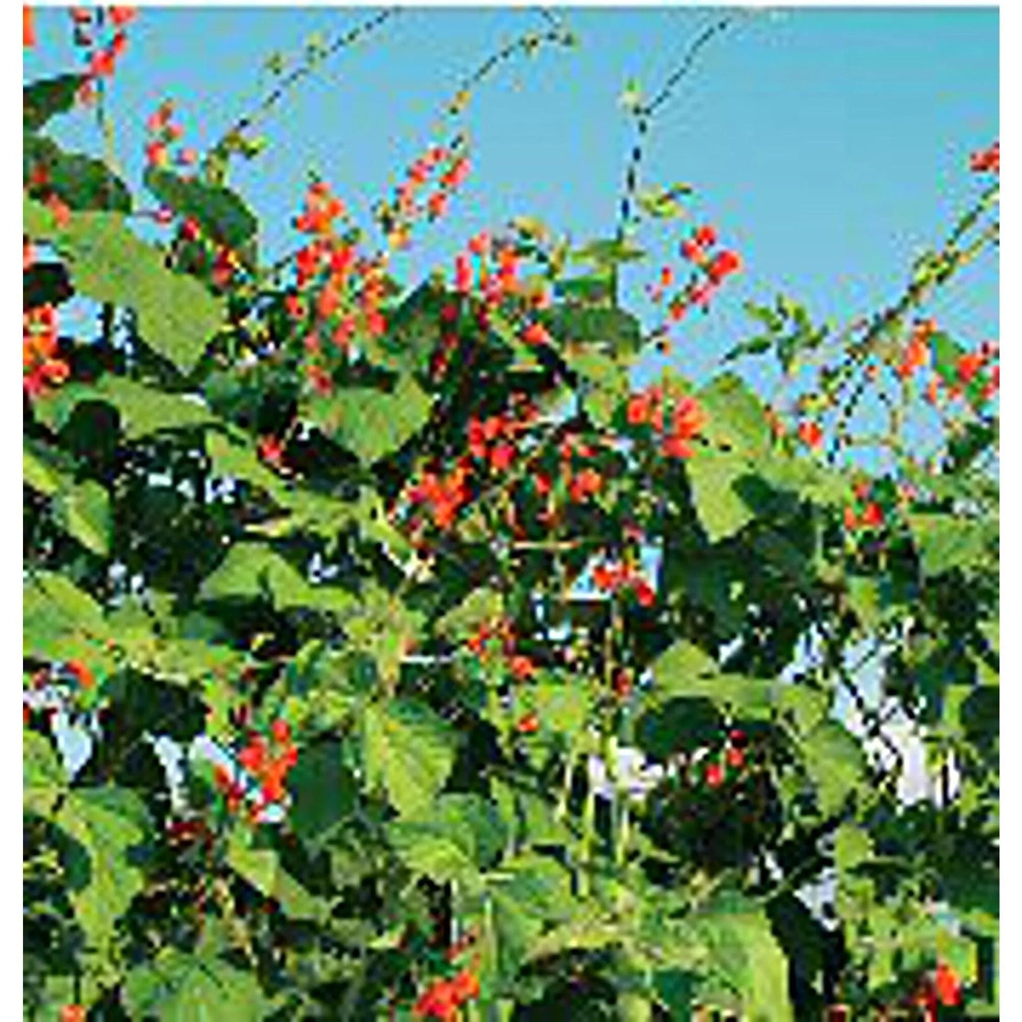 Scarlet Runner Pole Beans Seeds(10 Seeds)