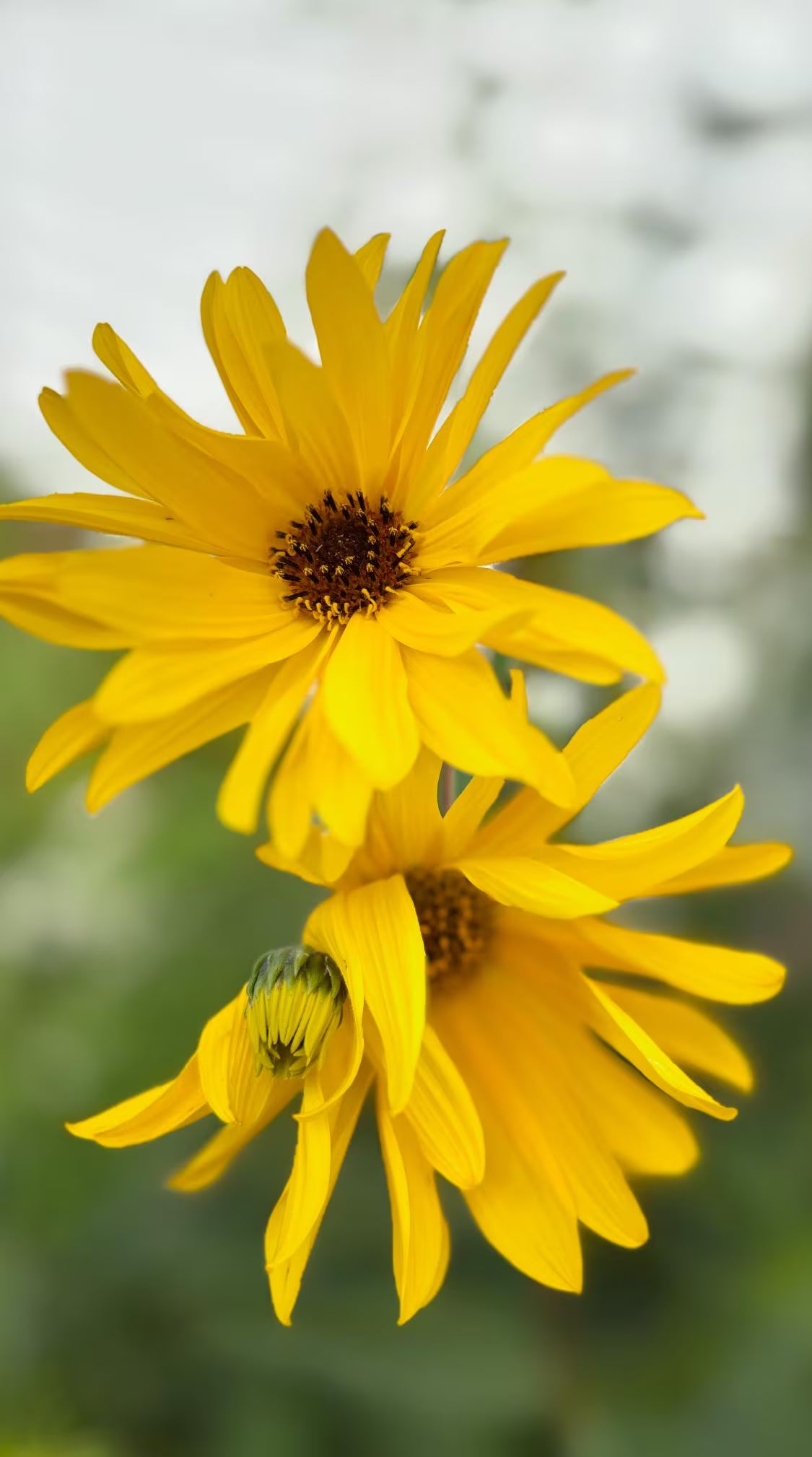 Jerusalem Artichokes-Helianthus tuberosus-The sunflower’s secret sister — beauty above, bounty below.”