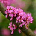 20 Judas Tree Seeds: Cercis siliquastrum, Mediterranean Redbud