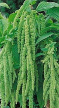 Amaranthus Green Cascade Amaranth Flower Seeds Heirloom Organic USA NJ Grower Free Shipping
