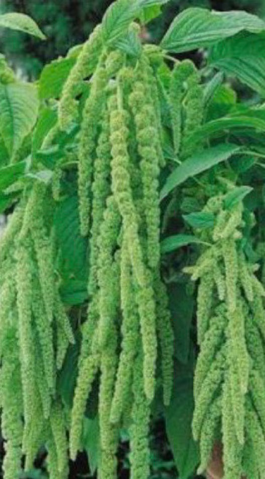 Amaranthus Green Cascade Amaranth Flower Seeds Heirloom Organic USA NJ Grower Free Shipping