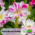 Saint Martin Dahlia Seeds - Attracts Pollinators, Long Blooming Season, Vibrant Colors, Excellent Cut Flower, Plant in Spring