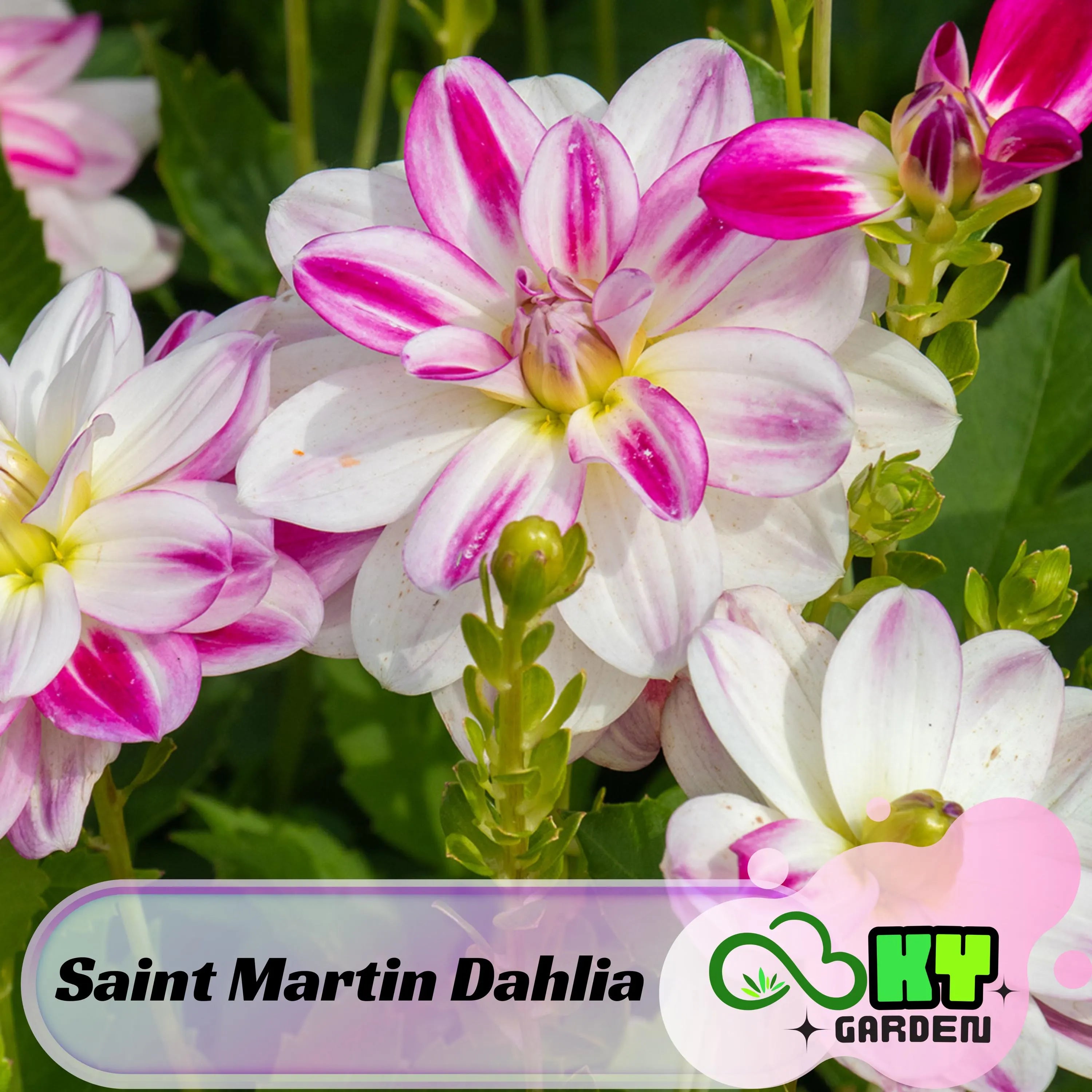 Saint Martin Dahlia Seeds - Attracts Pollinators, Long Blooming Season, Vibrant Colors, Excellent Cut Flower, Plant in Spring