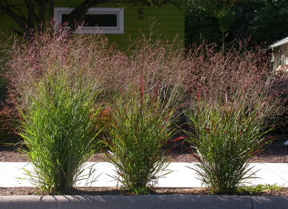 Switchgrass Seeds | 100+ Heirloom Native Prairie Grass | Drought Tolerant | Pollinator Habitat