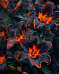 6/30/60 Burning Embers Lily seeds Limited time only. Summer, spring, fall planting. Rare, beautiful flower plant.(6 Seeds)