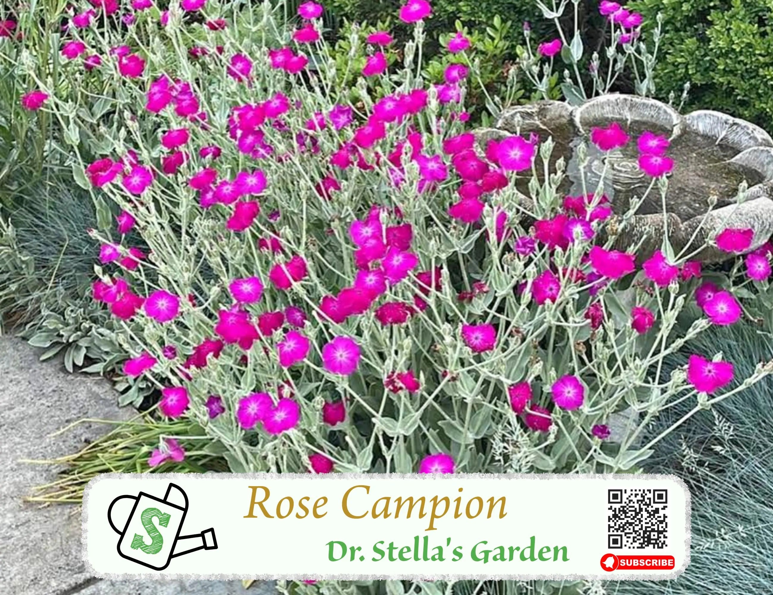 Rose Campion Seeds (Silene coronaria) | Drought Tolerant  Deer Resistant | Cottage Garden Star | 50+ seeds