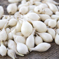 Snowball White Onion Sets For Planting - Starter Bulbs Growing Home or Farm Gardening Grow Your Own - For 2025 Free Shipping(25+ Count - Szs Vary)