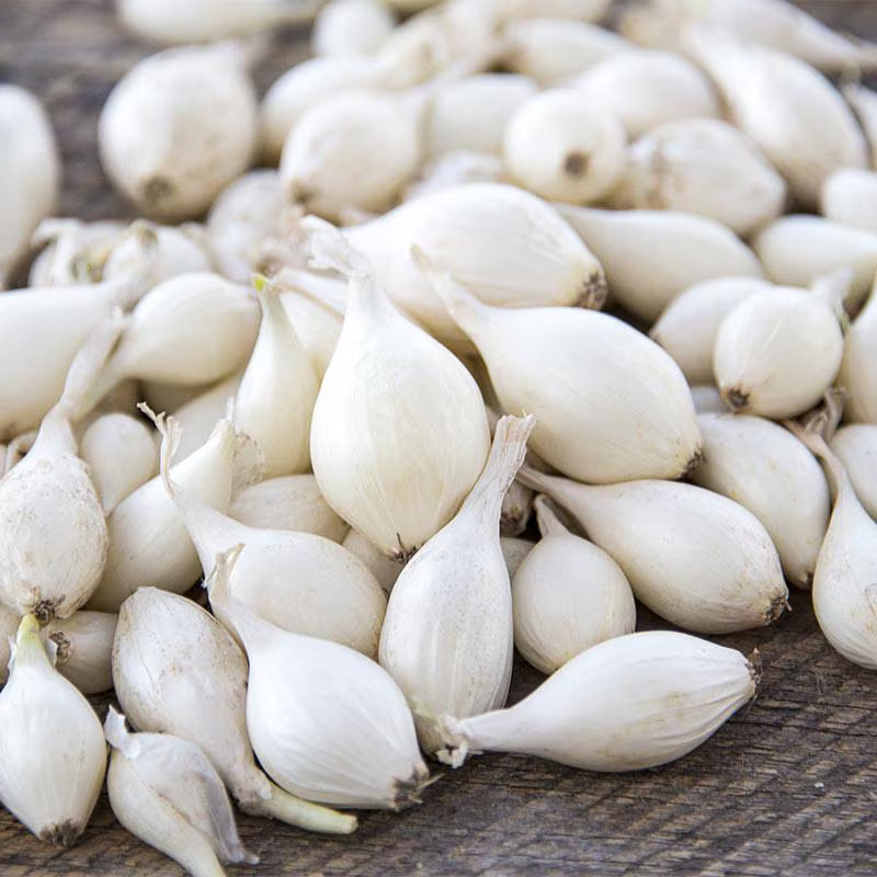 Snowball White Onion Sets For Planting - Starter Bulbs Growing Home or Farm Gardening Grow Your Own - For 2025 Free Shipping(25+ Count - Szs Vary)