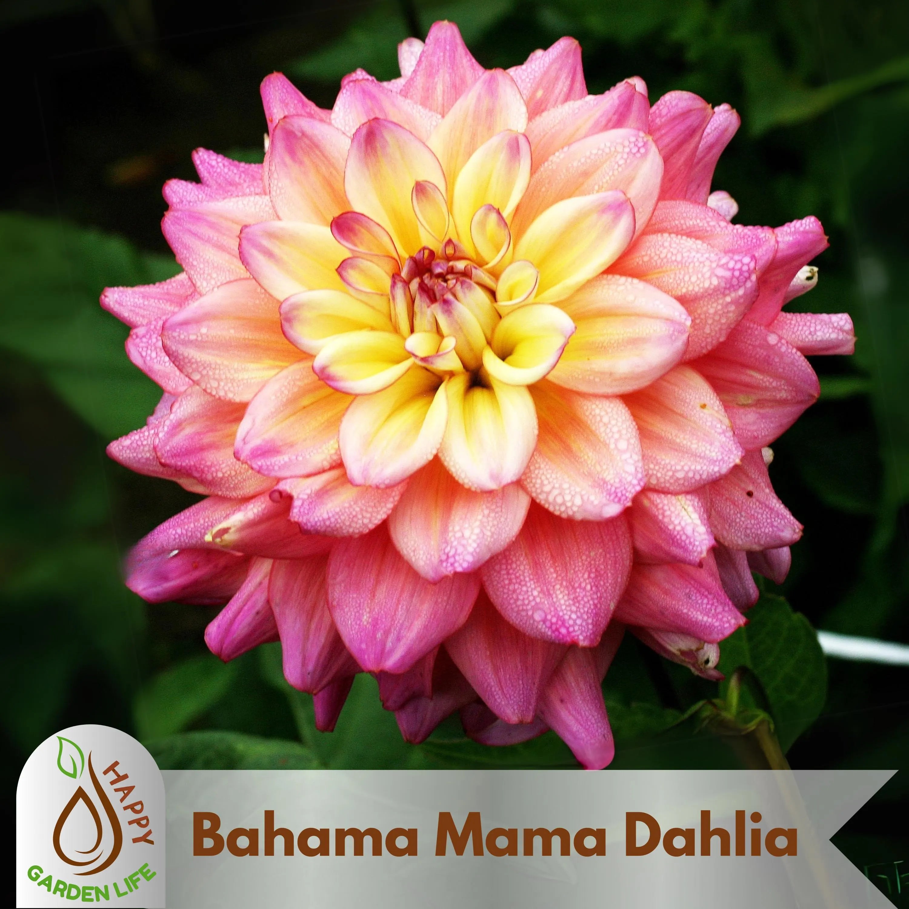 20+ Seeds| Bahama Mama Dahlia Seeds - Perennial - Flowering - Hybrid - Open-Pollinating - Fast Growing - Clumping - Plant in Spring #D010