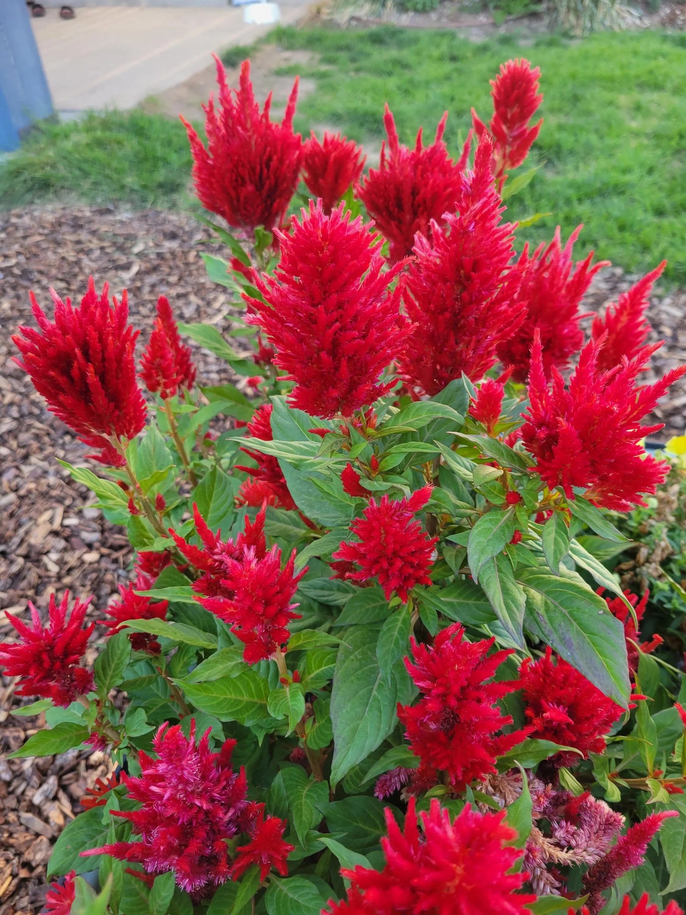 Scarlet Castle Celosia Seeds | 50 seeds | Zones 2-11