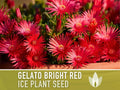 Ice Plant, Gelato Bright Red Seeds - 150 Heirloom Flower Seeds, Livingstone Daisy Seeds, Succulent Ground Cover, Open Pollinated, Non-GMO