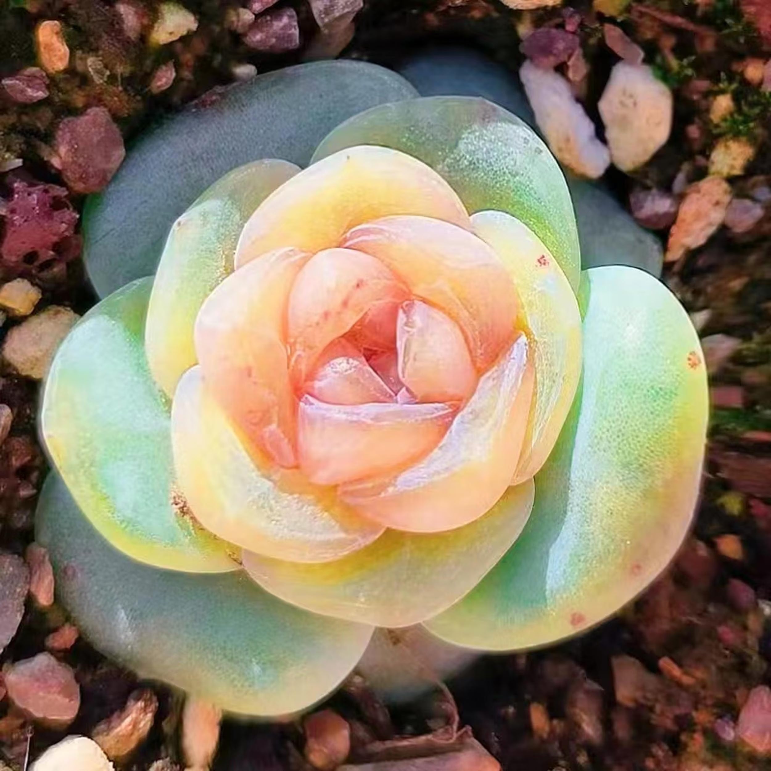 Echeveria Snow Crystal Seeds: Rare Hybrid Succulent (10 Seeds)