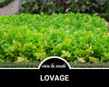 50 Seeds | Medicinal | Culinary Herb | Non GMO | Levisticum officinalis(50)