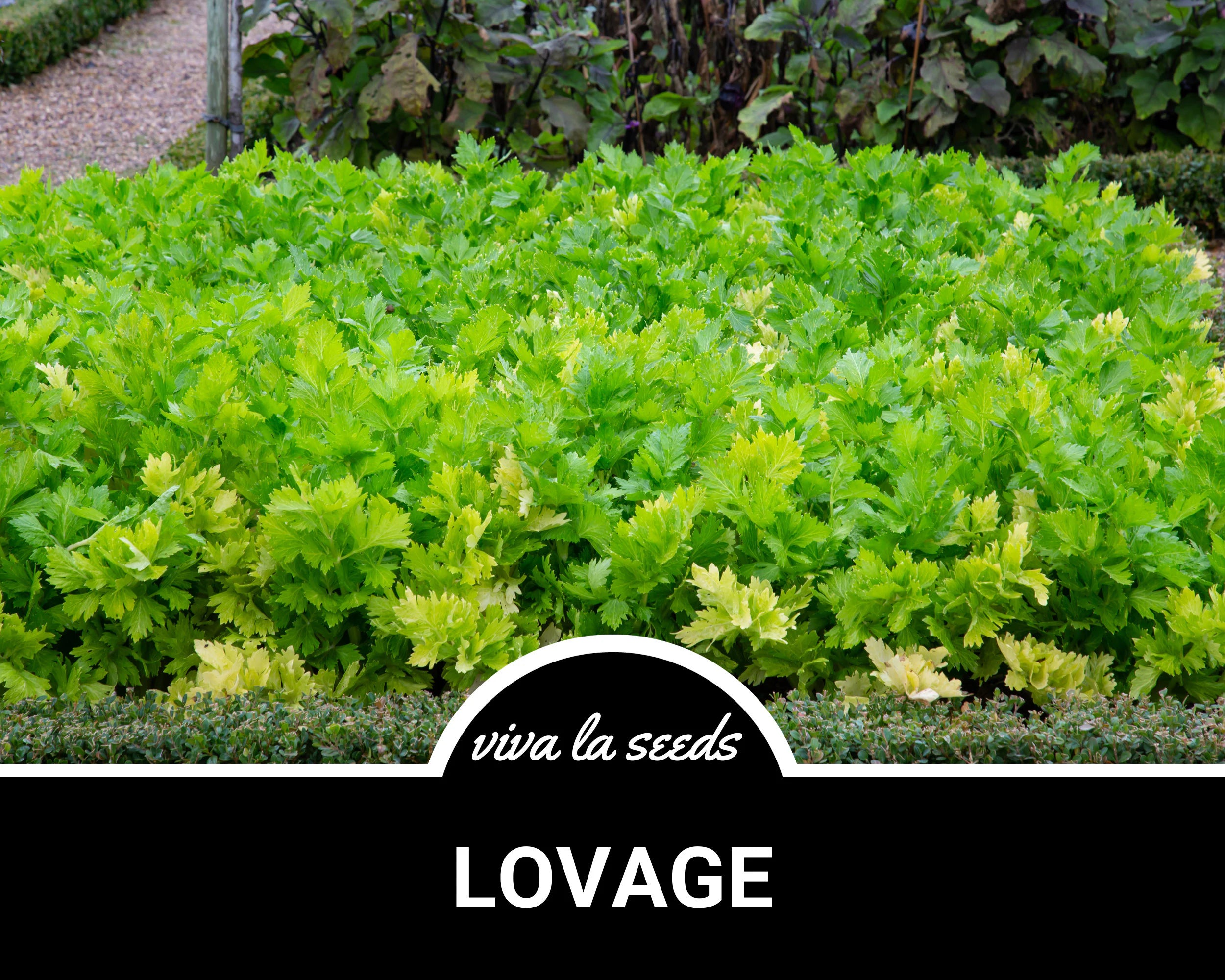 50 Seeds | Medicinal | Culinary Herb | Non GMO | Levisticum officinalis(50)